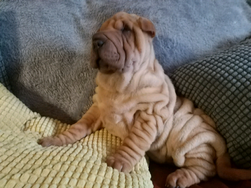 alapaha blue blood pitbull